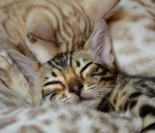 Kitten2013 222